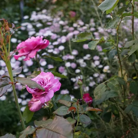 Gianicolo Penny's Garden A Centro